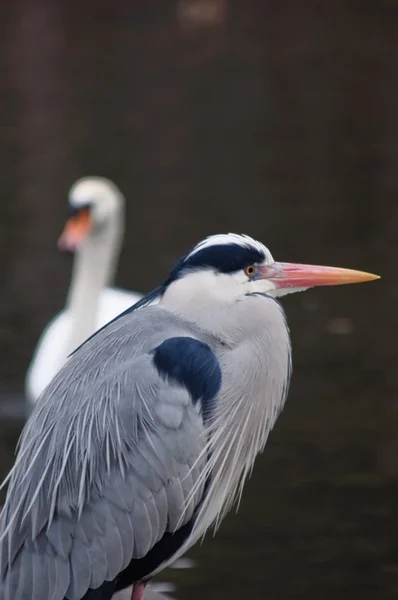 Airone grigio e cigno muto sullo sfondo — Foto Stock