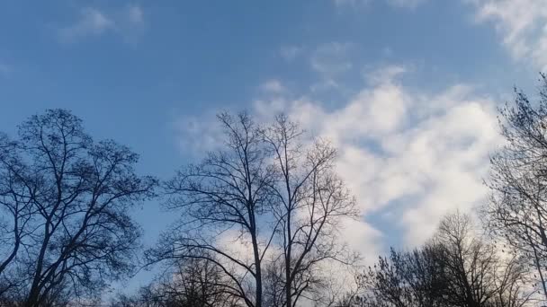 Timelapse împușcat de nori albaștri și gri pe cerul albastru și copaci fără frunze — Videoclip de stoc