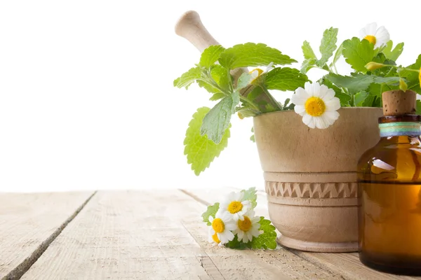 Frisches Kraut. Konzept der alternativen Medizin. isoliert auf weißem Hintergrund. — Stockfoto