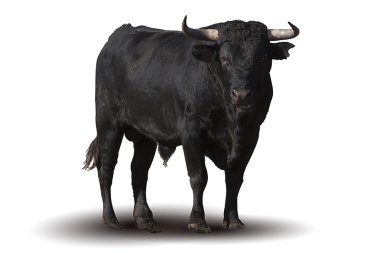 Spanish black bull clipart