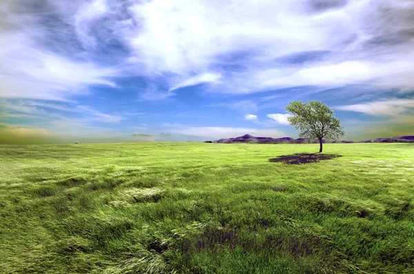 Campos verdes e paisagem de árvores . — Fotografia de Stock