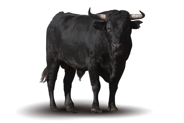 Spanska svart tjur — Stockfoto