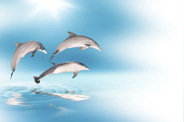 Delfíni a modrá obloha. — Stock fotografie