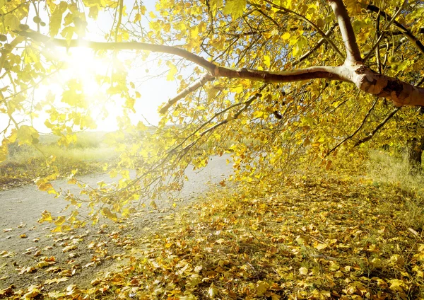 Boom in de herfst landschap — Stockfoto