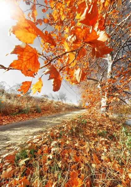 Albero paesaggio di autunno — Foto Stock