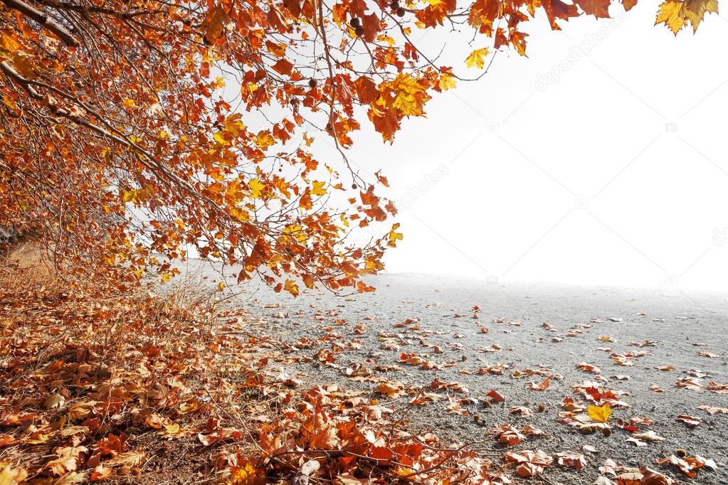 Autumn scenery and copyspace