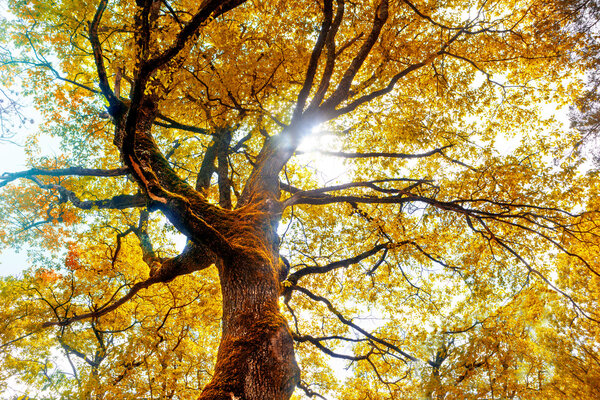 tree and autumn scenery