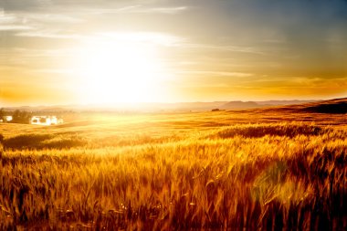 Wheat fields and sunset landscape. clipart