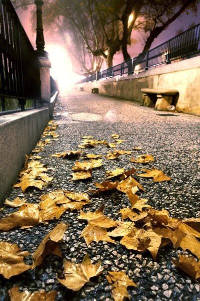 Night autumn street cityscape — Stock Photo, Image