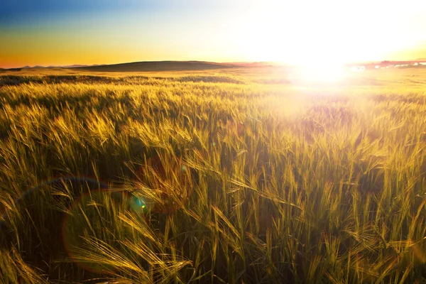 Trigo arquivado e pôr do sol.Agricultura — Fotografia de Stock