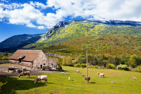 Paysage montagneux, pâturage des vaches à la ferme . — Photo