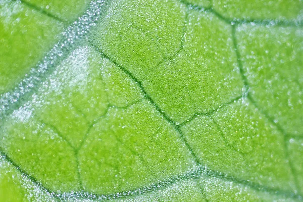 Растительные клетки под микроскопом — стоковое фото
