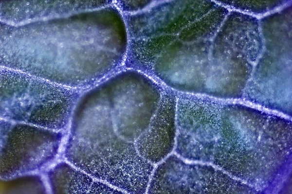 Cellules végétales au microscope — Photo