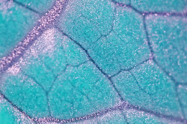 Cellules végétales au microscope — Photo