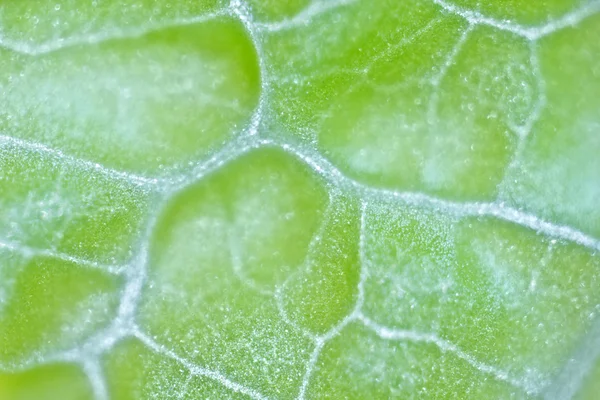 Növényi sejtek mikroszkóp alatt Stock Kép