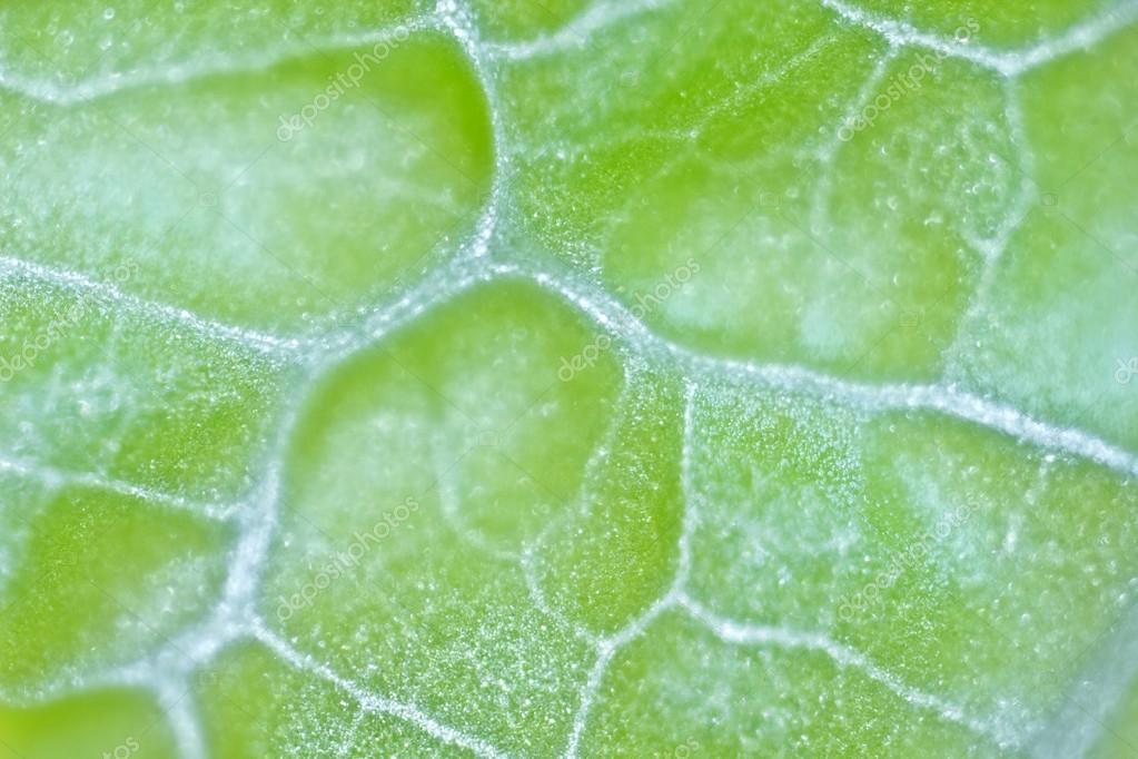  Pflanzenzellen  unter dem Mikroskop Stockfotografie 
