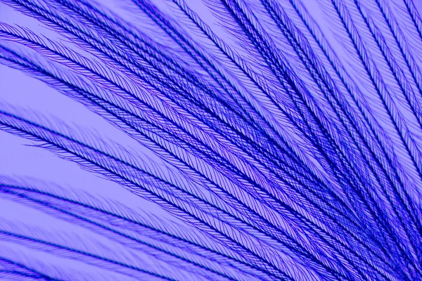 Bird feathers under a microscope — Stock Photo, Image