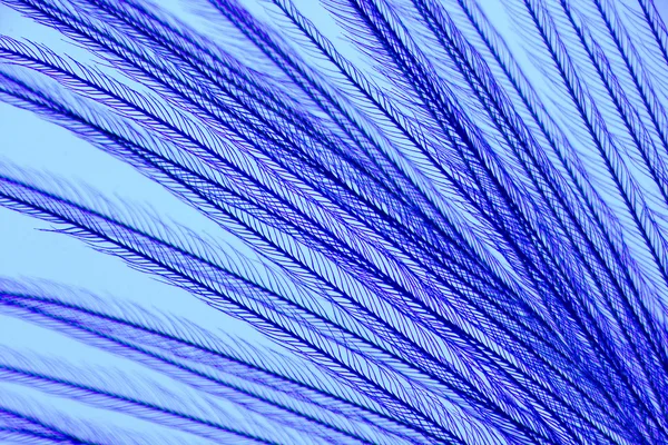 Bird feathers under a microscope — Stock Photo, Image