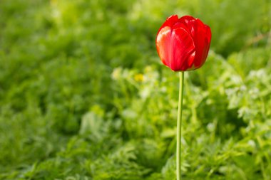 parlak kırmızı lale