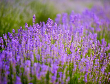 Sabah güneşinde parlak lavanta çalıları