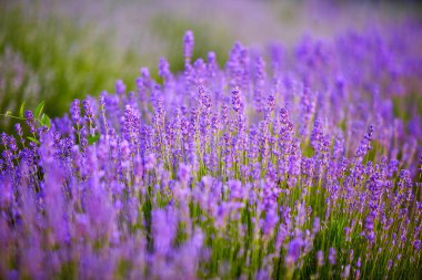 Sabah güneşinde parlak lavanta çalıları