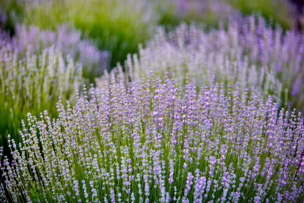 Ljusa Lavendelbuskar Morgonsolen — Stockfoto