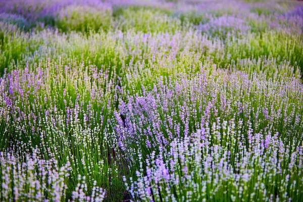 Ljusa Lavendelbuskar Morgonsolen — Stockfoto