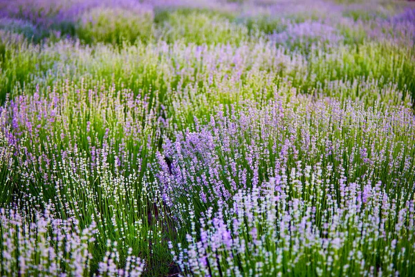 Arbustos Lavanda Brilhantes Sol Manhã — Fotografia de Stock