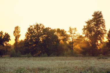 Parlak güneş ışığı altında park