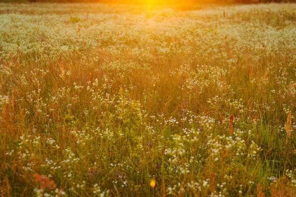 Parque em luz solar brilhante — Fotografia de Stock