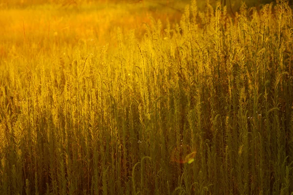 Park i starkt solljus — Stockfoto