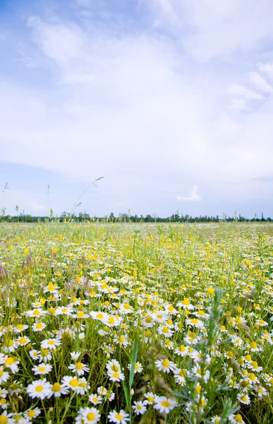 Soliga landskap — Stockfoto