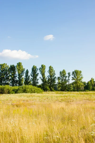 Sunny krajina — Stock fotografie