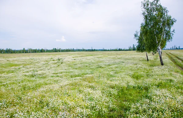 Sunny landscape — Stock Photo, Image