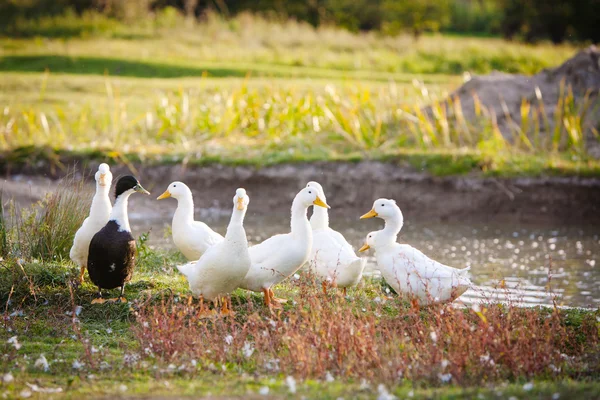 Weiße Ente — Stockfoto