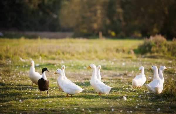 Pato blanco — Foto de Stock