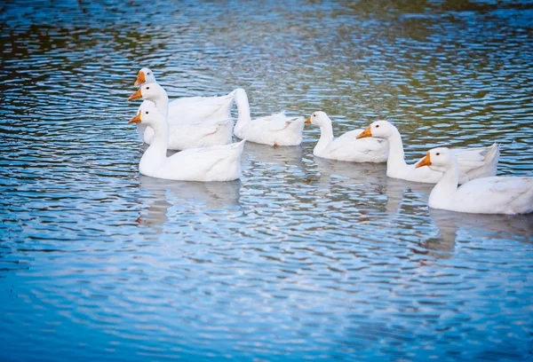 Weiße Ente — Stockfoto