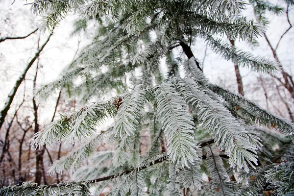 Winter mood — Stock Photo, Image