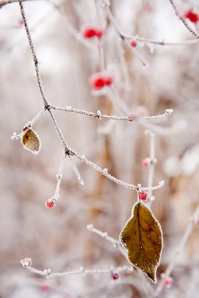 Vintern humör — Stockfoto