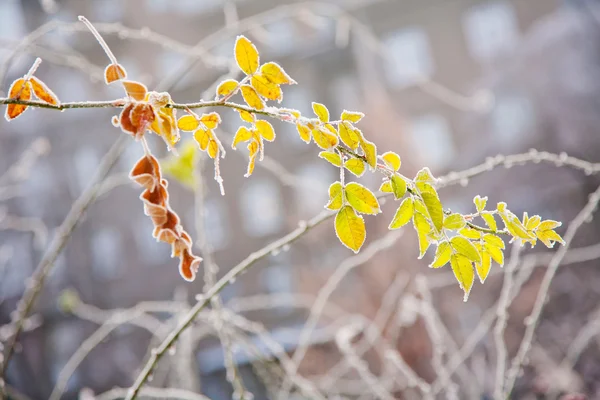 Modo invernale — Foto Stock