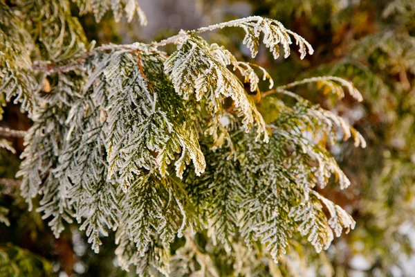 Modo invernale — Foto Stock