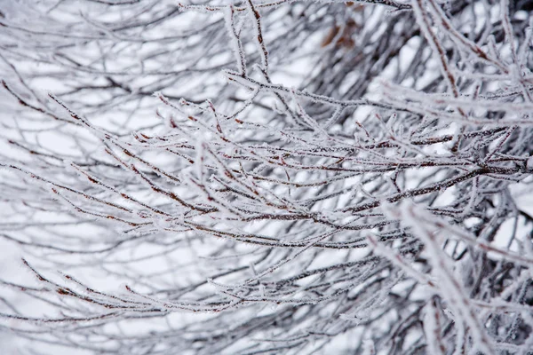 Humor de inverno — Fotografia de Stock