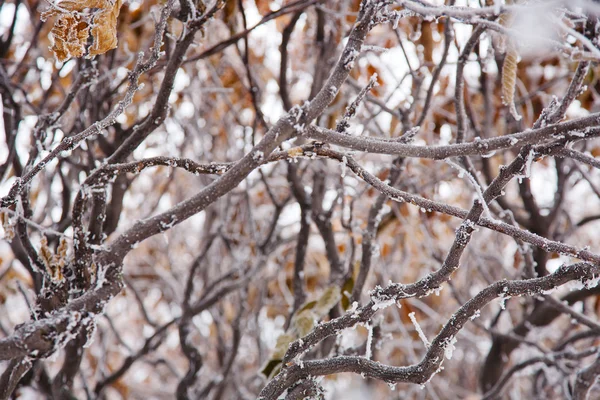 Winterstimmung — Stockfoto