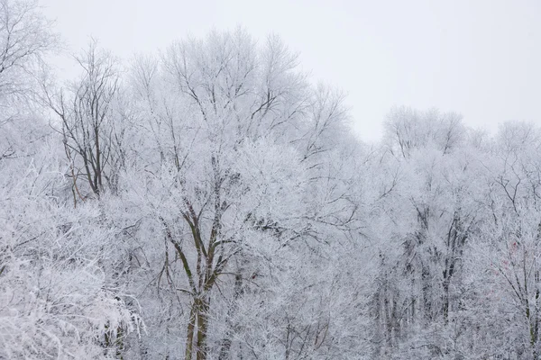 Vintern humör — Stockfoto