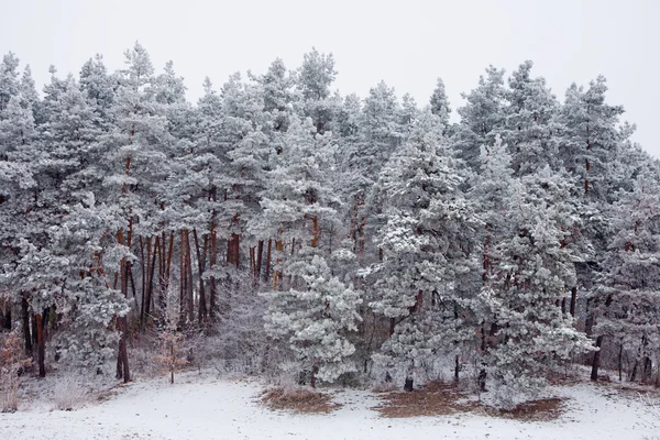 Vintern humör — Stockfoto