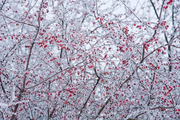 Humor de invierno — Foto de Stock