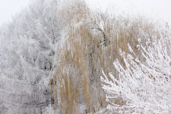 Humor de invierno — Foto de Stock