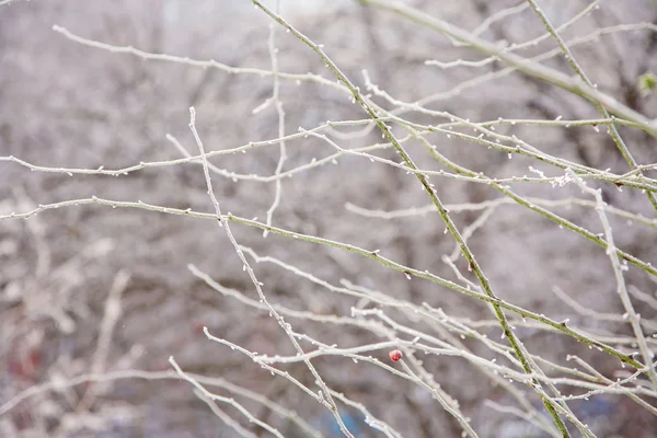 Humor de inverno — Fotografia de Stock