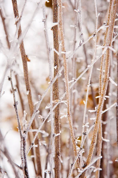 Winter stemming — Stockfoto