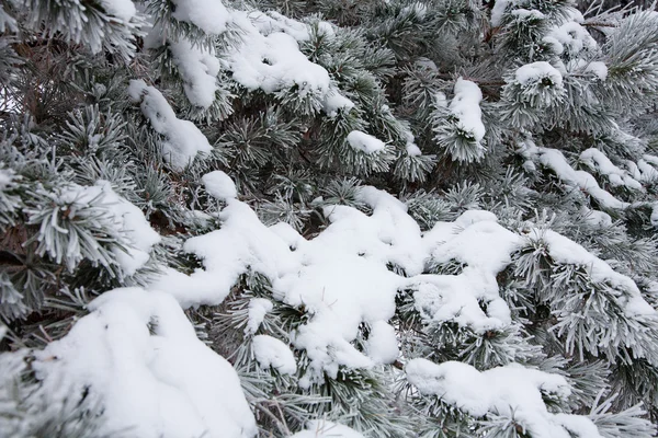 Humor de inverno — Fotografia de Stock